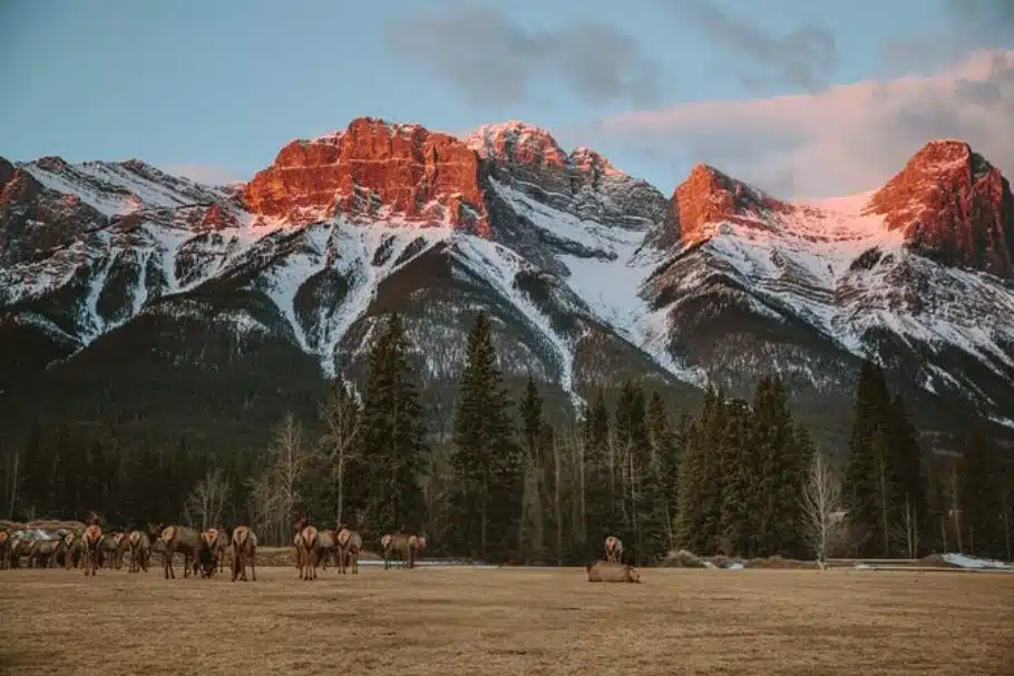 Banff Evening Wildlife Tour