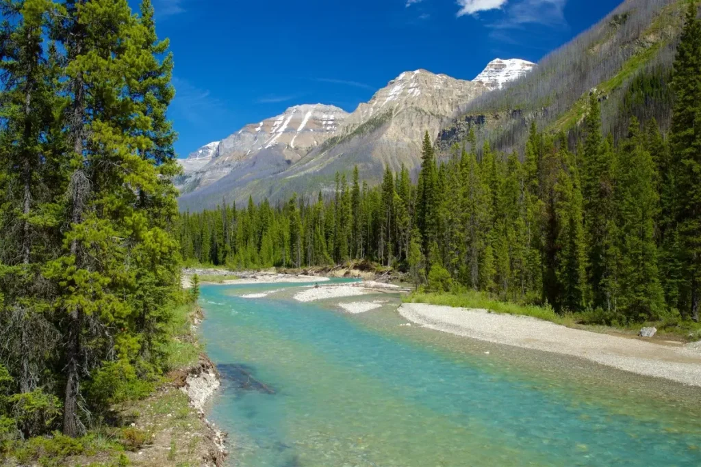 Turquoise Vermilion River flowing through dense green pine forest with snow-capped Rocky Mountains in Kootenay National Park